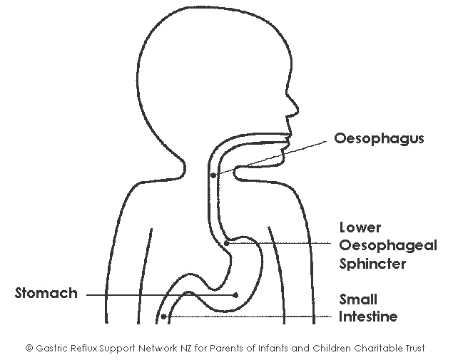 GR Diagram